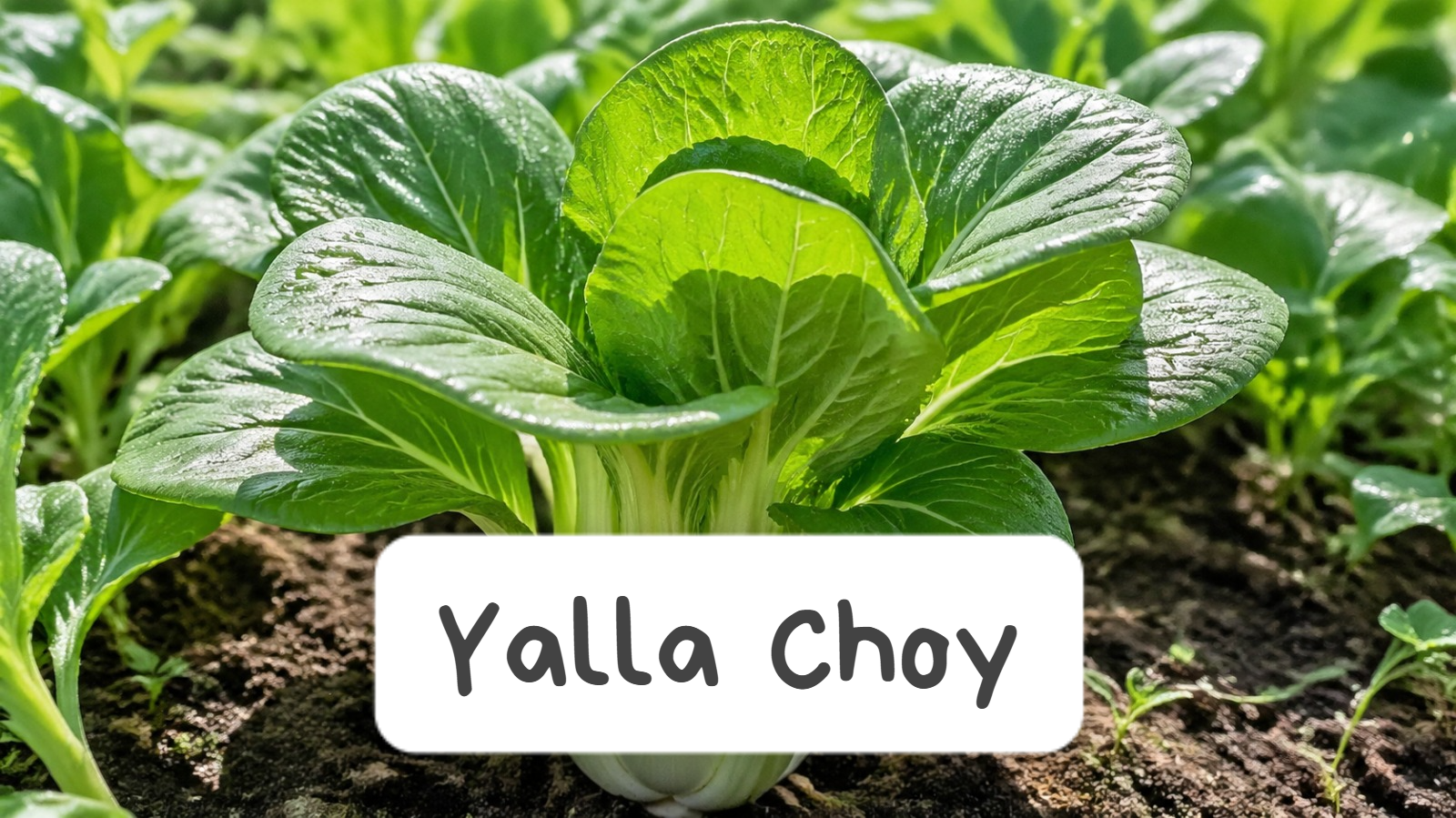Yalla Choy: Health Benefits, Nutrition & Versatile Uses Guide